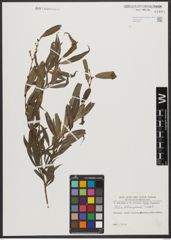 Foto von Salix tetrasperma Roxb.